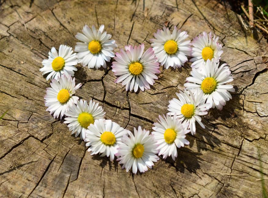love-heart-flowers-spring-36470